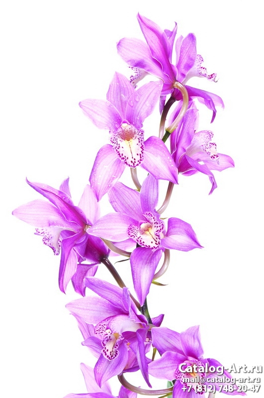 Pink orchids 48